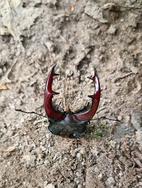 Lucanus cervus - nagy szarvasbogár