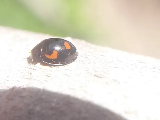 Exochomus quadripustulatus - négyfoltos szerecsenkata