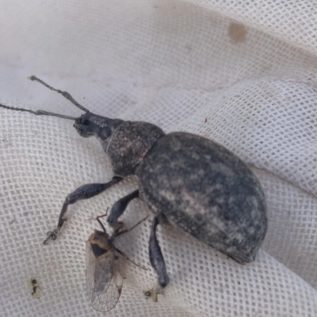 Otiorhynchus ligustici - vincellér-gyalogormányos