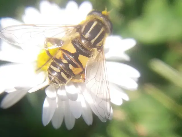 Helophilus pendulus - közönséges mocsárilégy