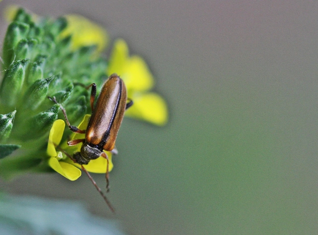 Cortodera humeralis - négyfoltos cserjecincér