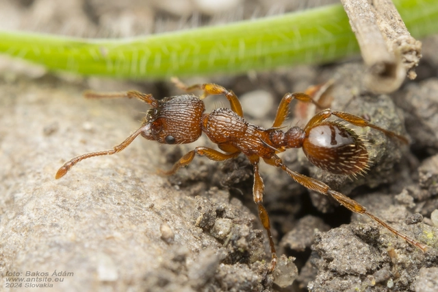 Myrmica sabuleti - gyakori bütyköshangya