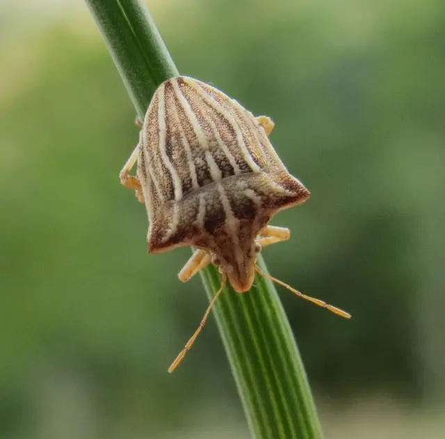 Ancyrosoma leucogrammes - vállas poloska