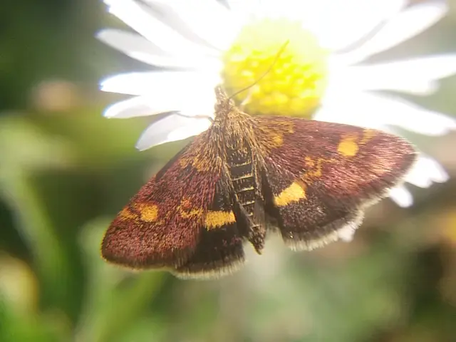 Pyrausta aurata - aranyló bíbormoly