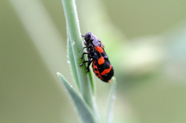 Cercopis sanguinolenta