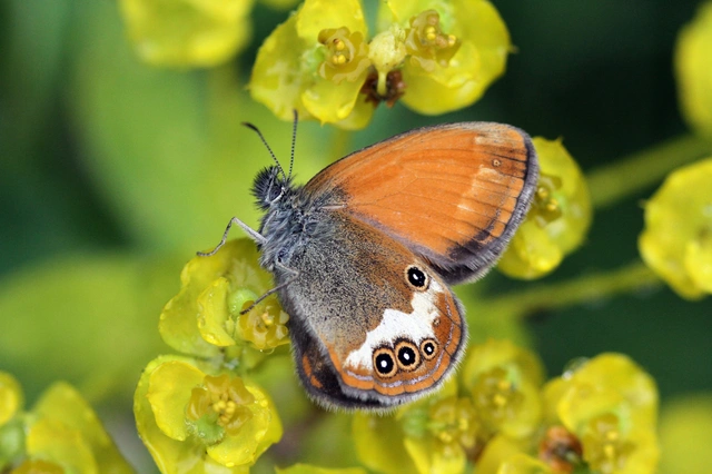 Coenonympha arcania - fehéröves szénalepke