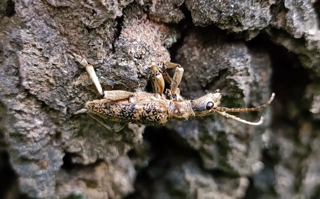 Rhagium sycophanta - tölgyes-tövisescincér