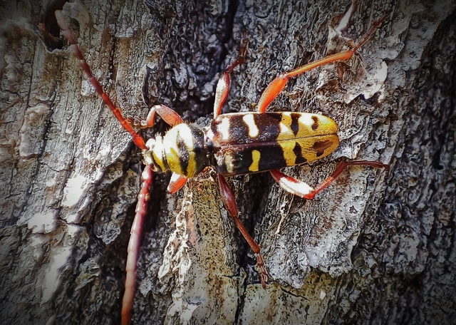 Plagionotus detritus - sárgafarú darázscincér