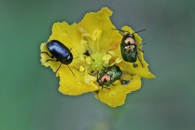 Cryptocephalus