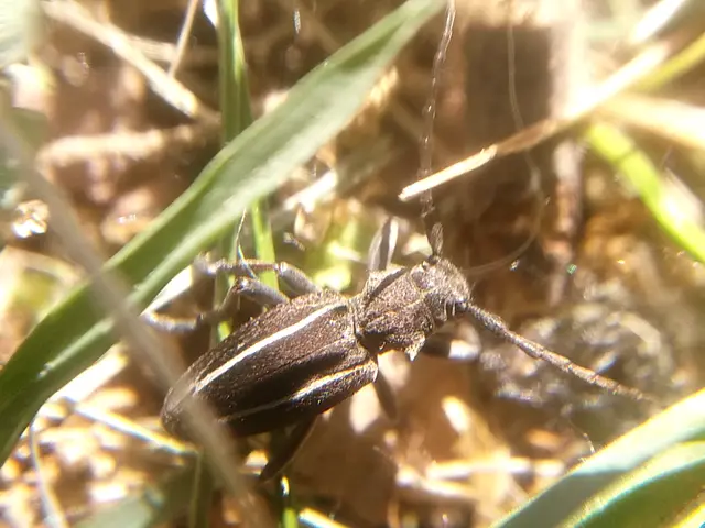 Neodorcadion bilineatum - kétsávos földicincér