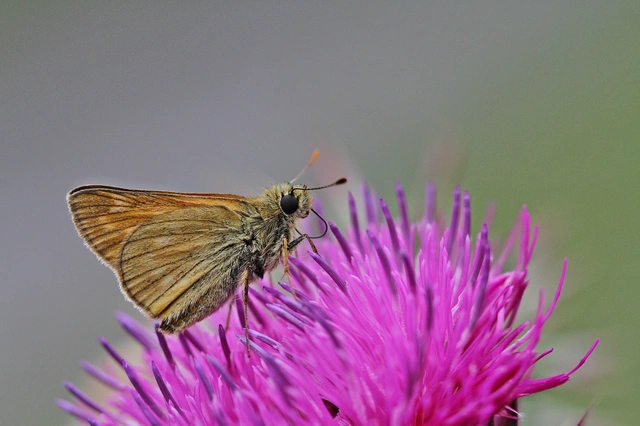 Ochlodes sylvanus - erdei busalepke