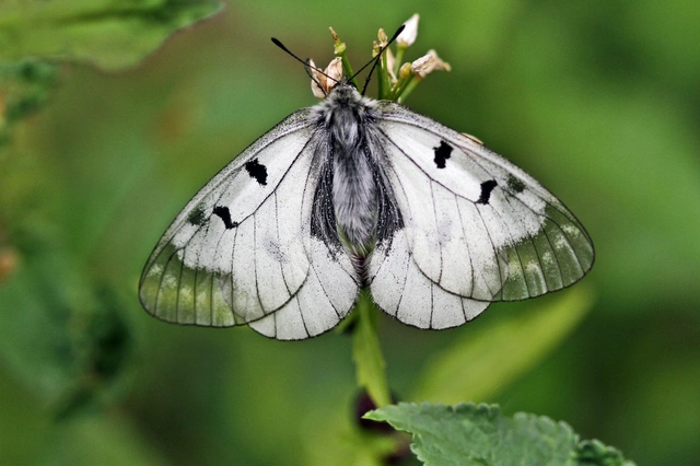 Parnassius mnemosyne - kis apollólepke
