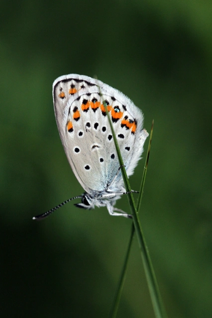 Plebejus argyrognomon - tintakék boglárka