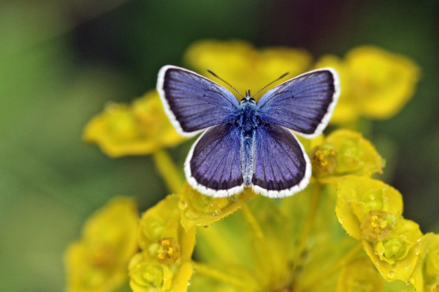 Plebejus argus - ezüstös boglárka