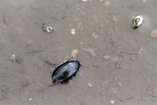 Dytiscidae - csíkbogárfélék