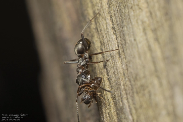 Formica cunicularia - gyakori rabszolgahangya