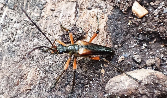 Stenocorus meridianus - fűz-gyökércincér