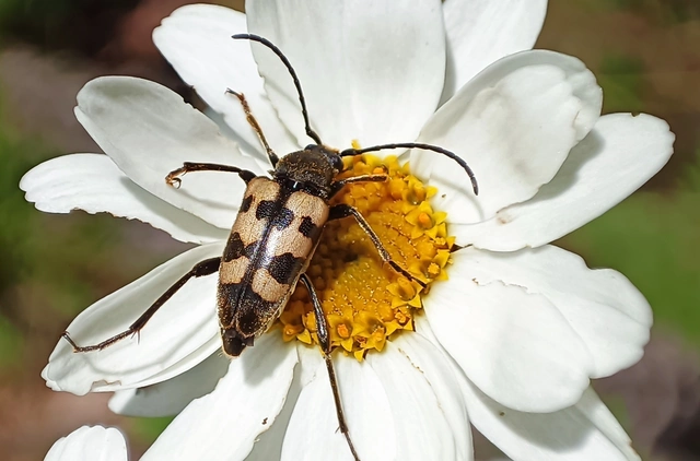 Pachytodes erraticus - rajzos virágcincér