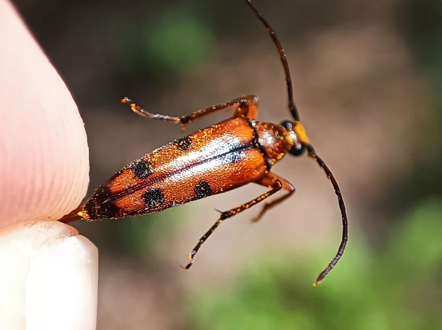Stenurella septempunctata - hétpettyes karcsúcincér