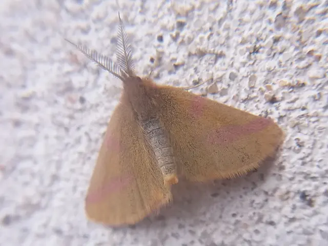 Lythria purpuraria - bíborsávos araszoló