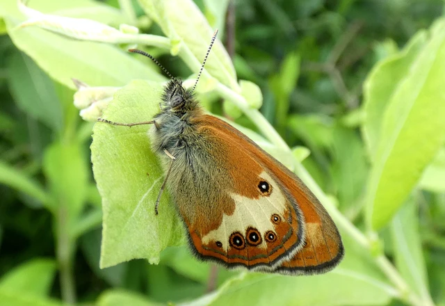 Coenonympha arcania - fehéröves szénalepke