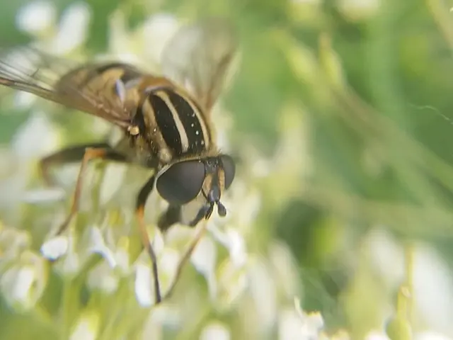 Helophilus pendulus - közönséges mocsárilégy