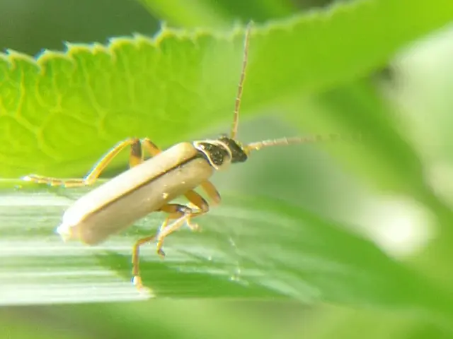 Metacantharis clypeata - tavaszi lágybogár