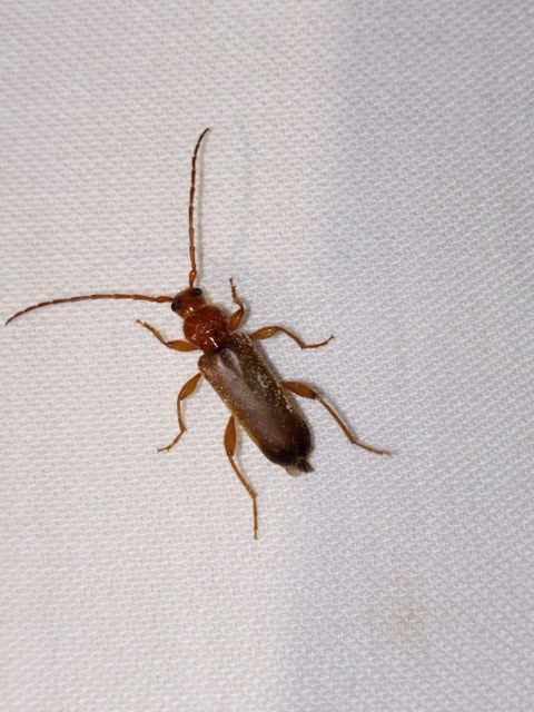 Phymatodes testaceus - változékony korongcincér Phymatodes testaceus - változékony korongcincér
