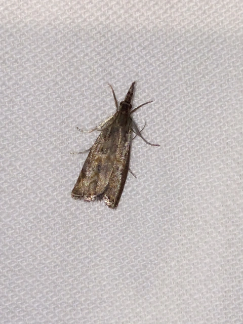Platytes cerussella - törpe fűgyökérmoly