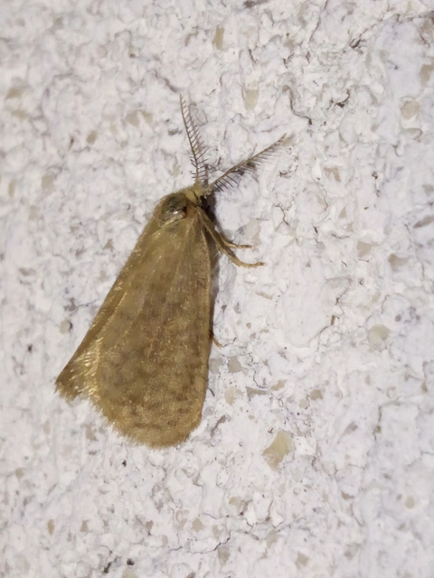 Bijugis bombycella - alkonyati zsákhordólepke