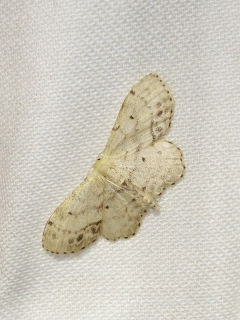 Idaea dimidiata - gyakori apróaraszoló