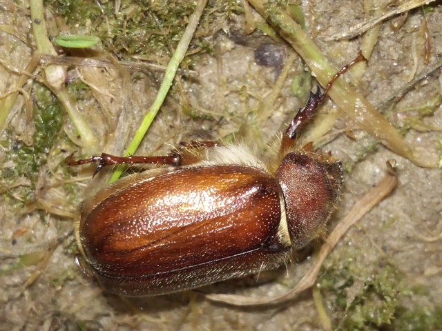 Holochelus vernus - tavaszi cserebogár
