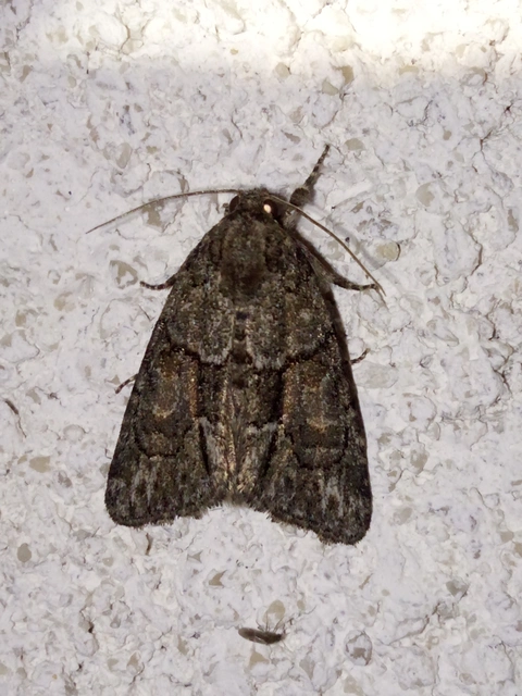 Cryphia fraudatricula - homoki zuzmóbagoly
