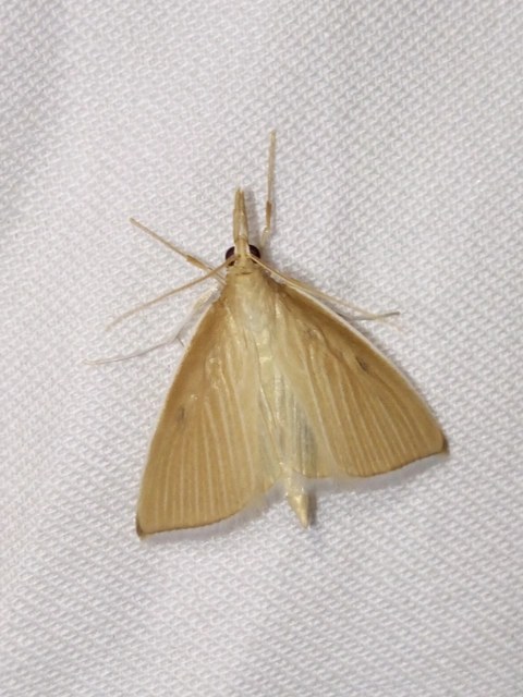 Sclerocona acutellus - hegyesszárnyú tűzmoly