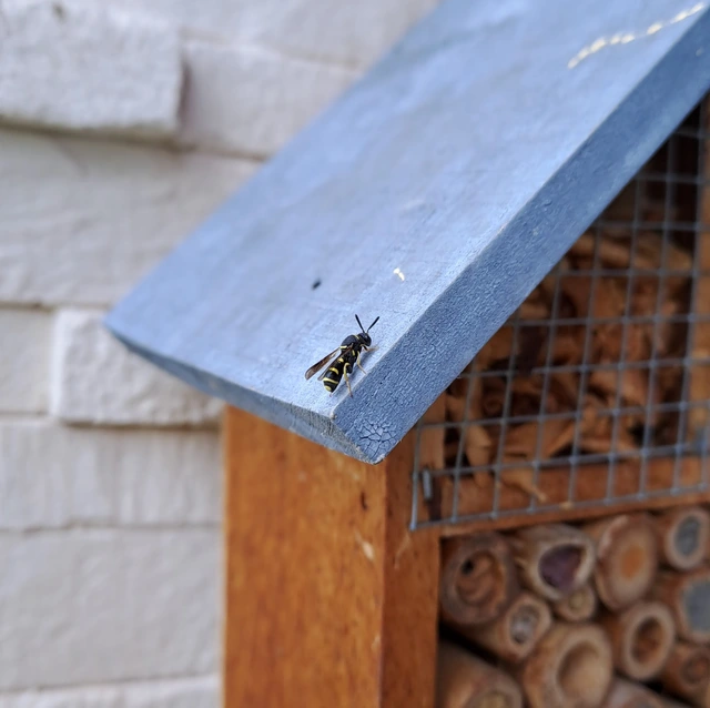 Hymenoptera - Hártyásszárnyúak Hymenoptera - Hártyásszárnyúak
