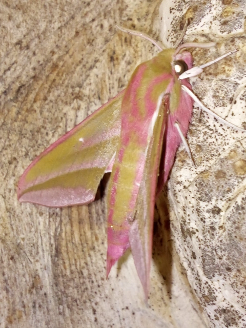 Deilephila elpenor - szőlőszender