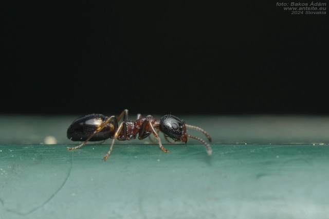 Dolichoderus quadripunctatus - négypettyes erdeihangya