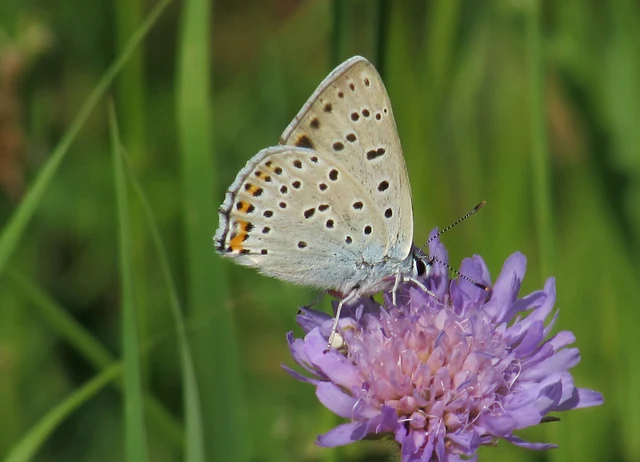 Lycaena alciphron - ibolyás tűzlepke