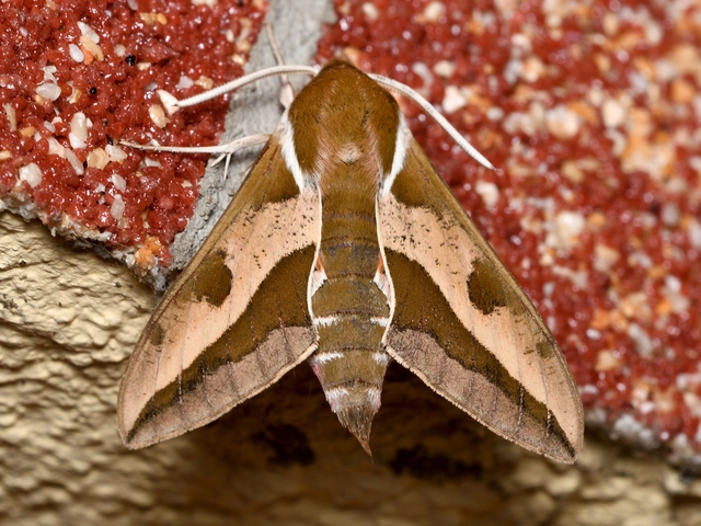 Hyles euphorbiae - kutyatejszender