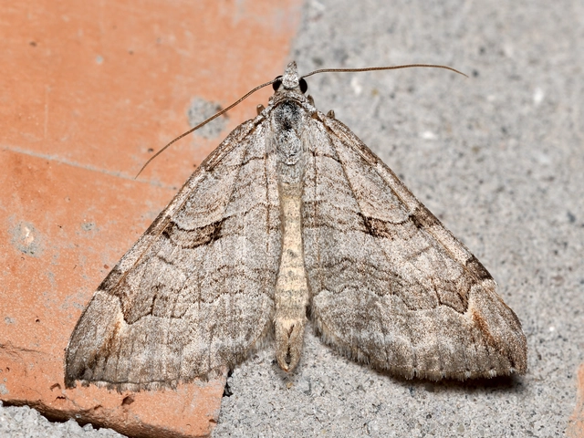 Aplocera plagiata - szürke csíkosaraszoló