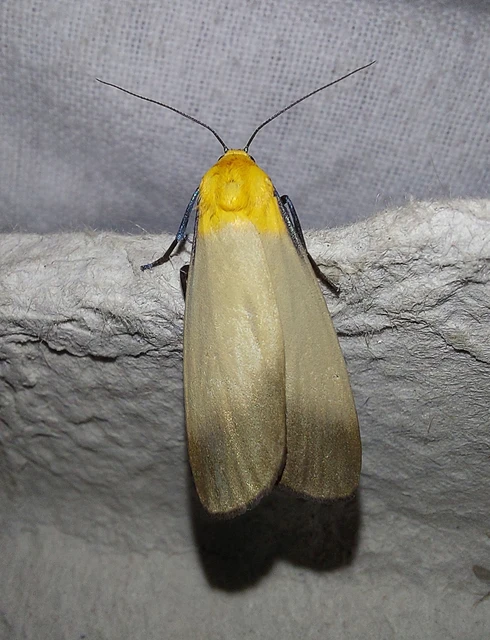 Lithosia quadra - négypettyes zuzmószövő