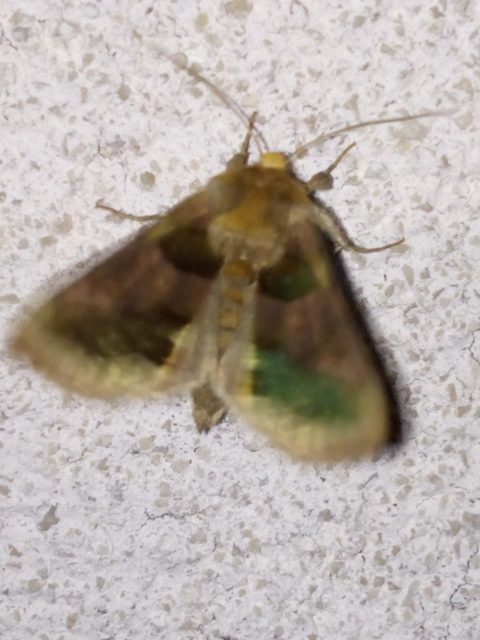 Diachrysia chrysitis - aranybagoly