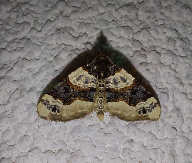 Cosmorhoe ocellata - szemes galajaraszoló