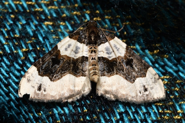 Cosmorhoe ocellata - szemes galajaraszoló