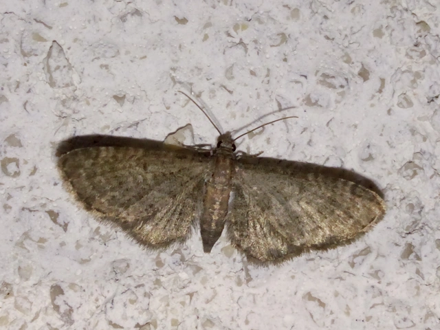 Eupithecia haworthiata - rozsdástestű törpearaszoló