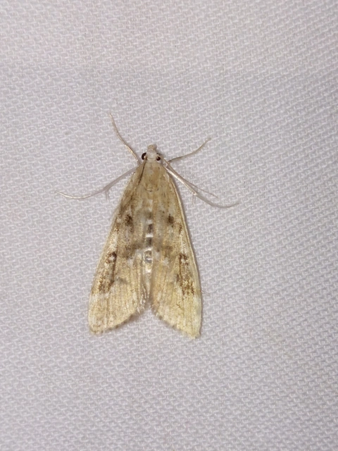 Parapoynx stratiotata - közönséges vízimoly