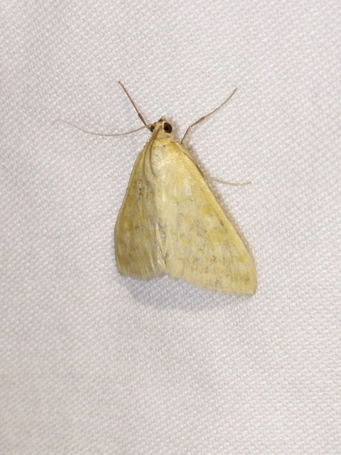 Sitochroa verticalis - világossárga dudvamoly