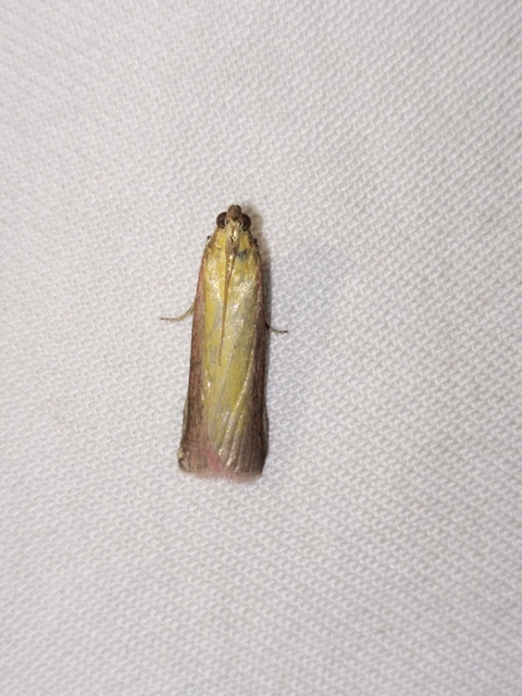 Oncocera semirubella - lucernamoly