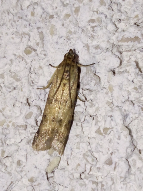Homoeosoma sinuella - agyagsárga karcsúmoly