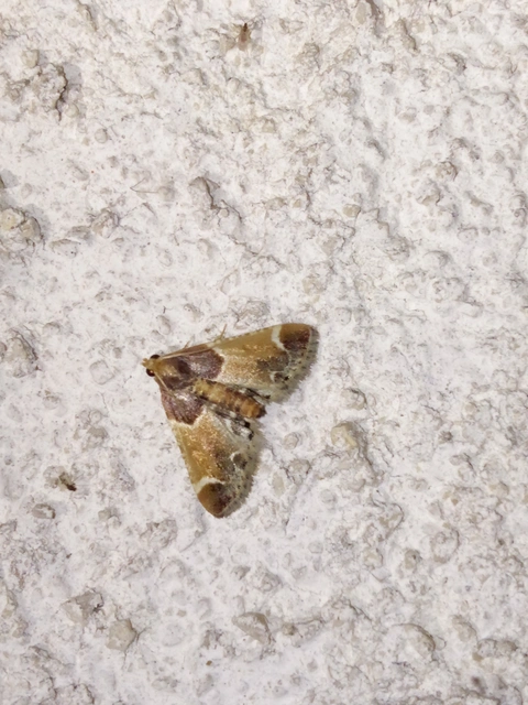 Pyralis farinalis - lisztilonca